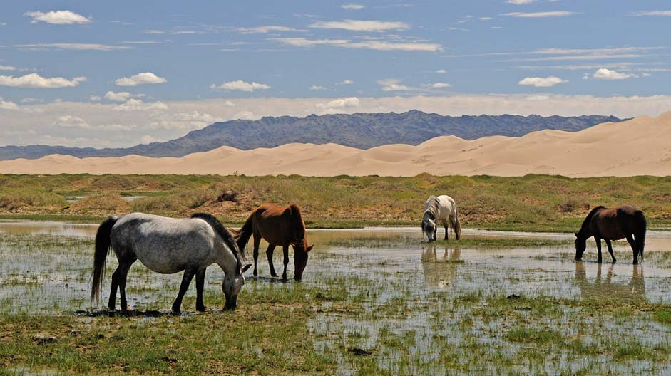 Sand-Dunes Landscape Horses Mongolia