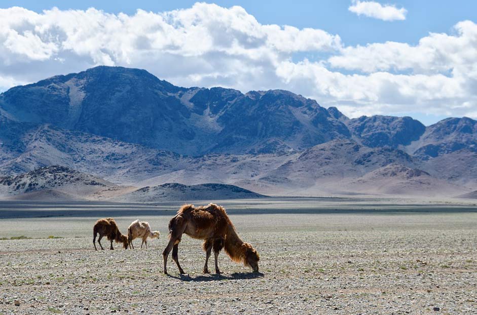 Steppe Camel Nature Mongolia