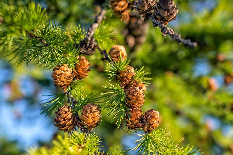  Pine-I-Am-Looking-For-A-Good-Face Larch Plant
