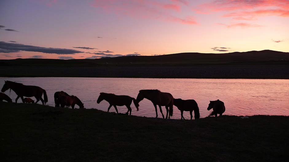  Mongolia Horses Sunset