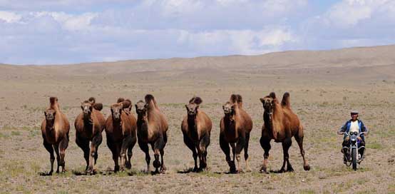 Mongolia Desert Nomad Camels Picture