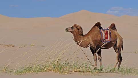 Mongolia Sand Camel Desert Picture