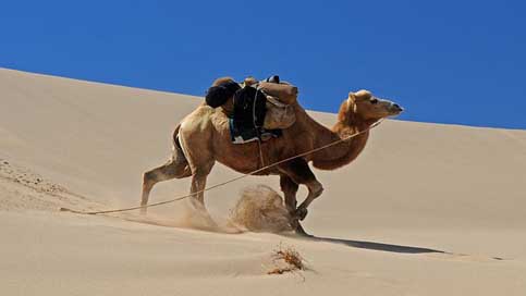 Mongolia Dune Camel Desert Picture