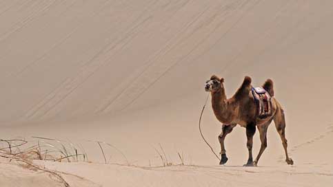 Mongolia Camel Sand Desert Picture
