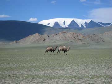 Mongolia Steppe Camels Glacier Picture