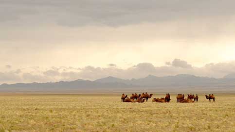 Mongolia Lighting Camels Gobi Picture
