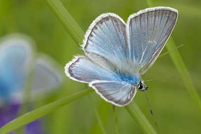 Mongolia Blue Buterflies Halyamaat Picture