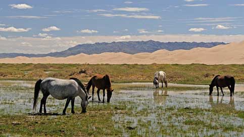 Mongolia Sand-Dunes Landscape Horses Picture