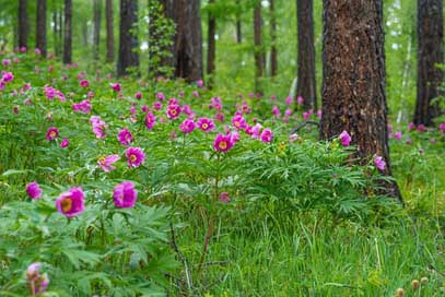 Flowers June Larch-Forests Peony Picture
