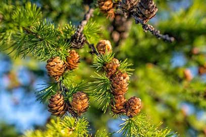 Plant  Pine-I-Am-Looking-For-A-Good-Face Larch Picture