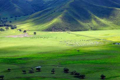 Inner-Mongolia Sheep Prairie Horqin Picture