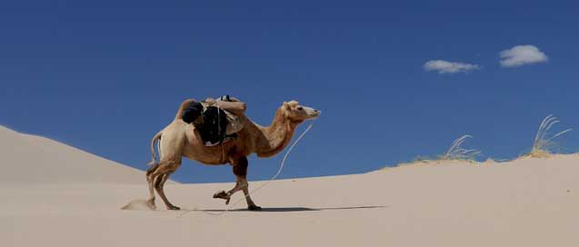 Camel Mongolia Sand Desert Picture