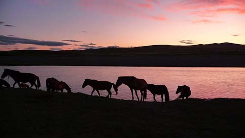 Sunset  Mongolia Horses Picture