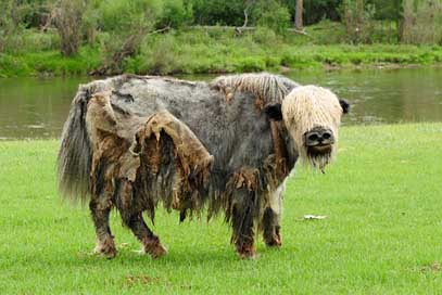 Mongolia Animal Wild Yak Picture