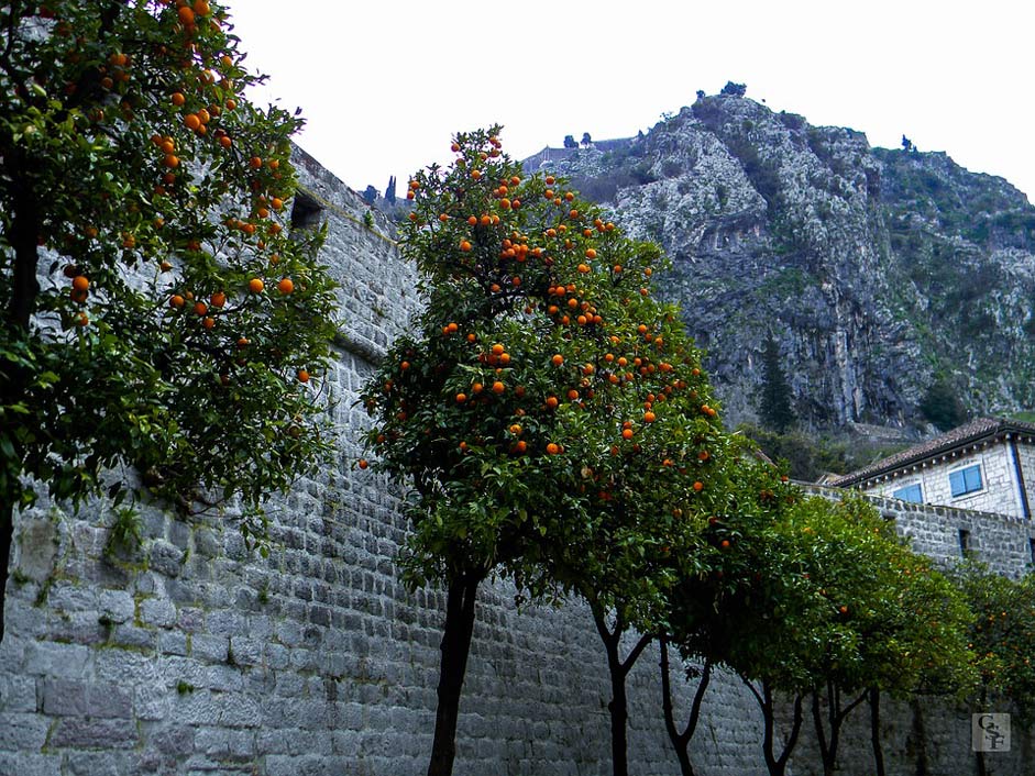 Mountain Travel Tree Nature