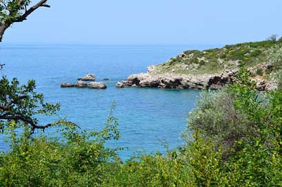 Nature Tree Sea Water Picture