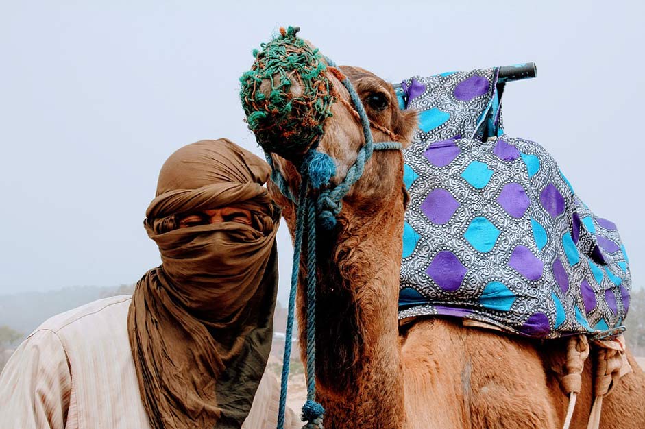 Tourism Love Camel-Love Camel
