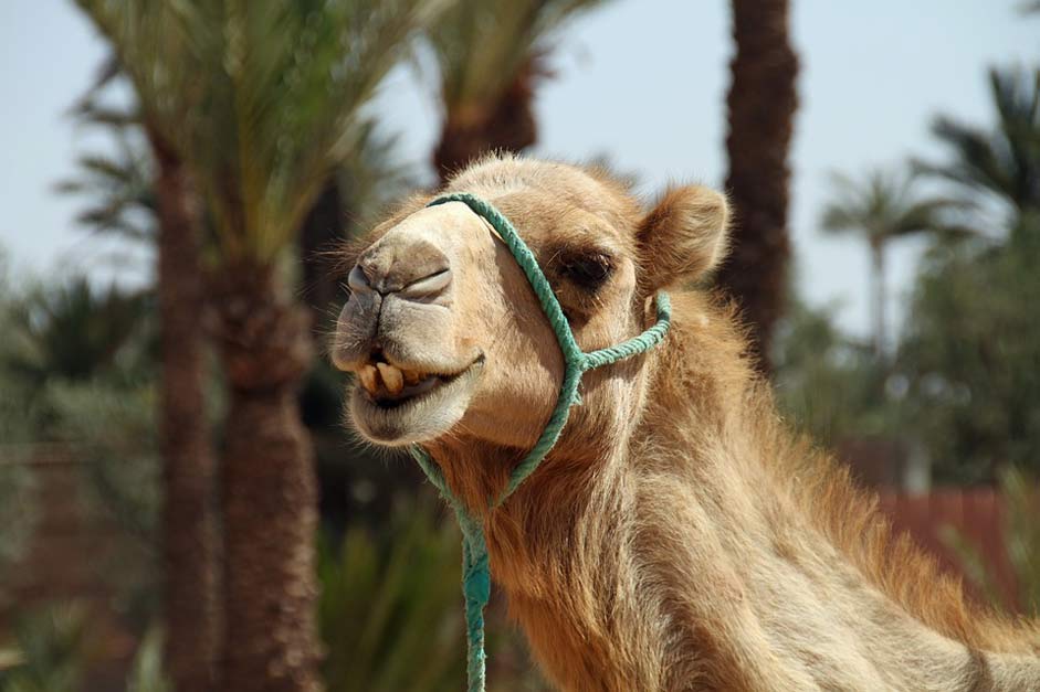 Animal Desert Morocco Camel