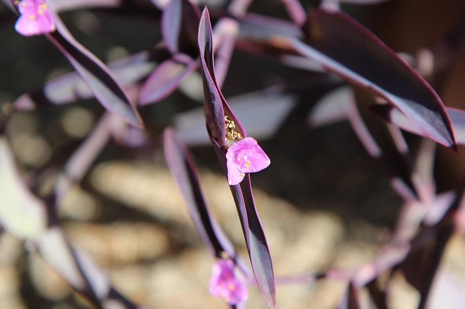 Morocco Plant Flower Flowering-Plant