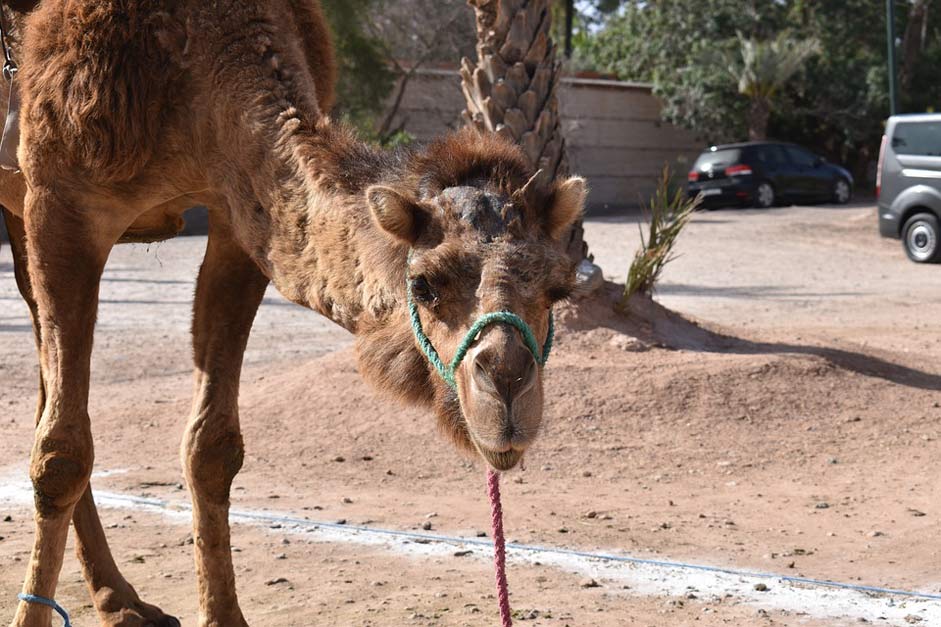 Desert Animal Camel Morocco