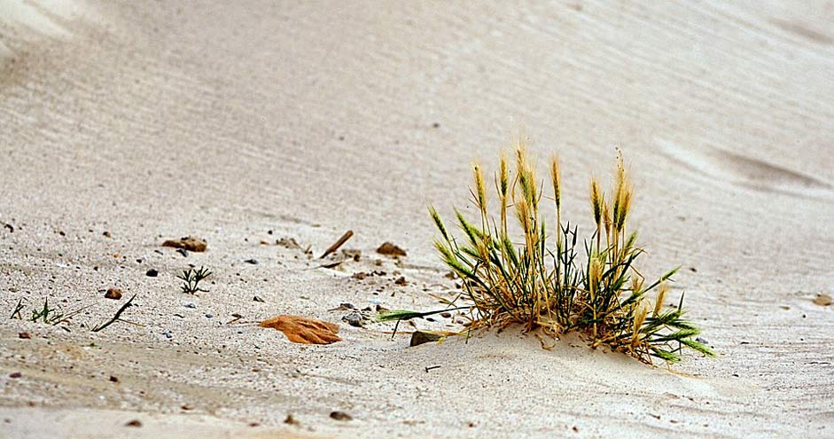 Morocco Grass Beach Sand