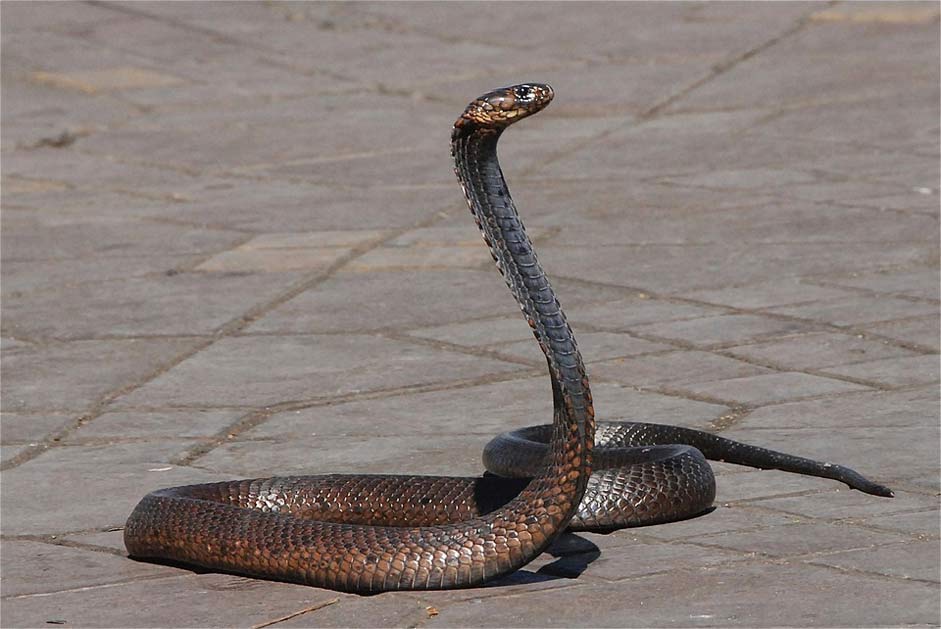 Place Snake-Charmer Morocco Snake