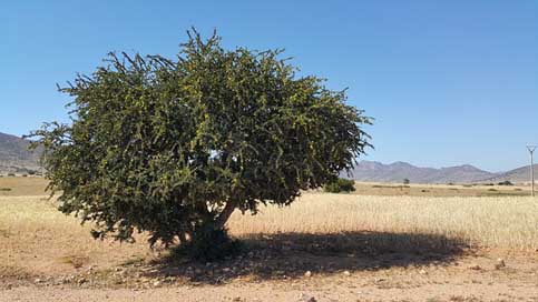 Morocco Desert Oil Argan Picture