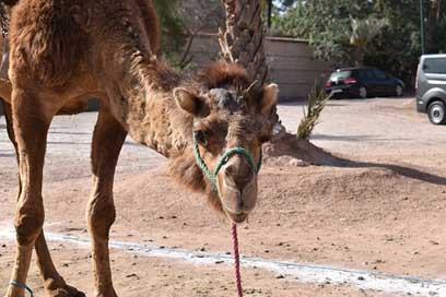 Morocco Desert Animal Camel Picture