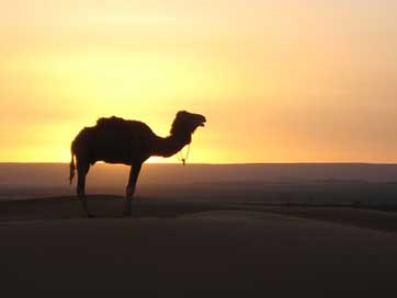 Desert  Morocco Camel Picture