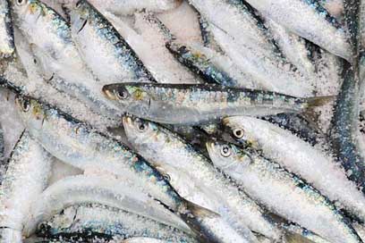 Morocco Fish Harbour Essaouira Picture