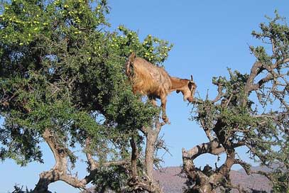 Morocco Argan-Oil Argan Goat Picture