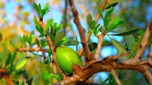 Argan Cosmetic Oil Fruit Picture