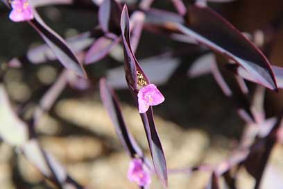 Flowering-Plant Morocco Plant Flower Picture