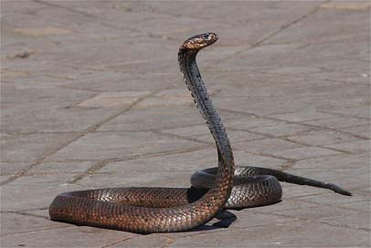 Snake Place Snake-Charmer Morocco Picture