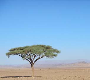 Tree  Morocco Desert Picture