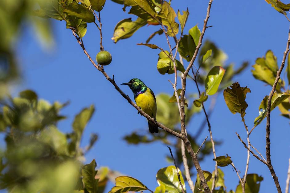 Nature Wild Sun-Bird Bird