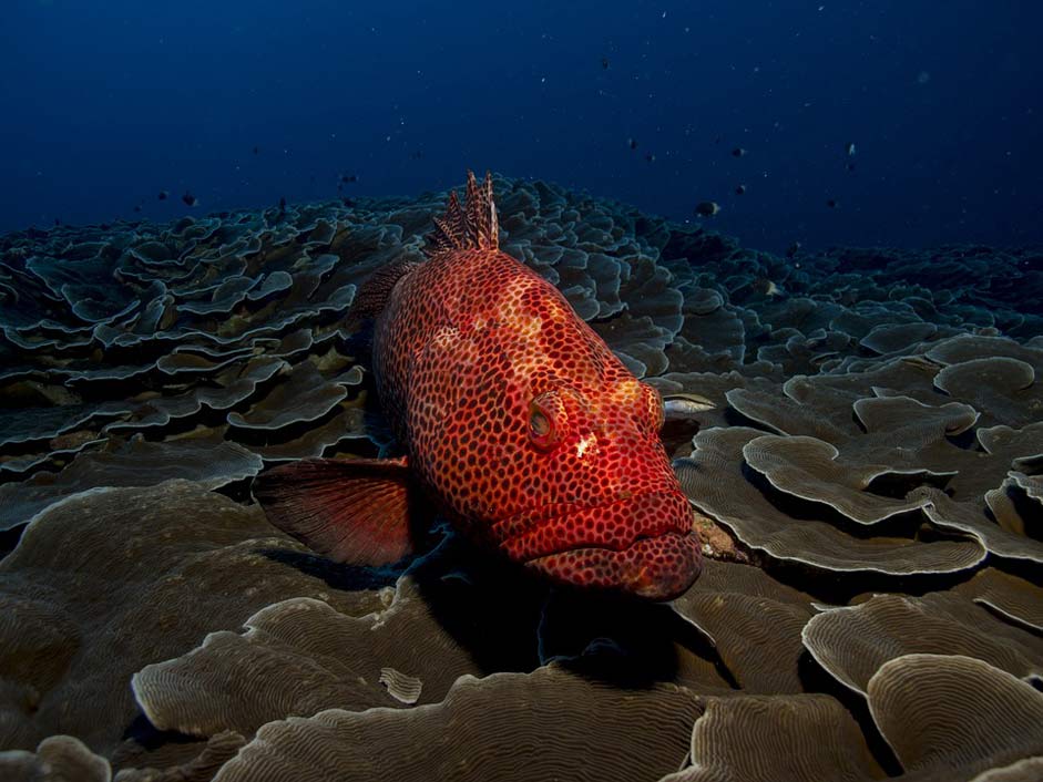 Sea Red Grouper Fish