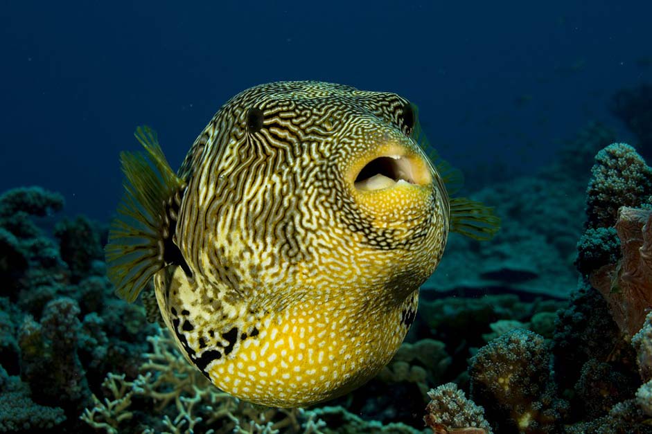 Underwater Puffer-Fish Puffer Fish