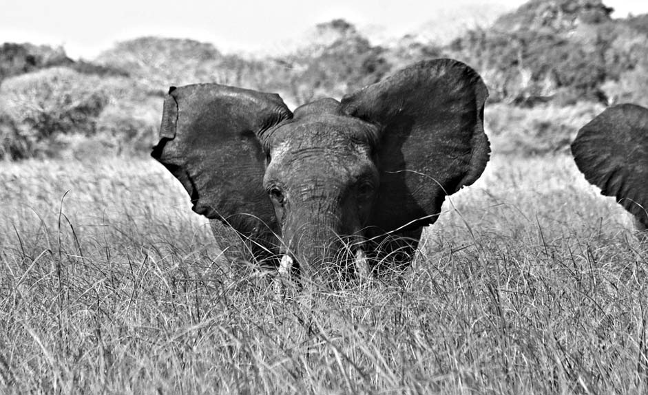 Wild Elephantsanqtuary Pontamalongane Mozambique