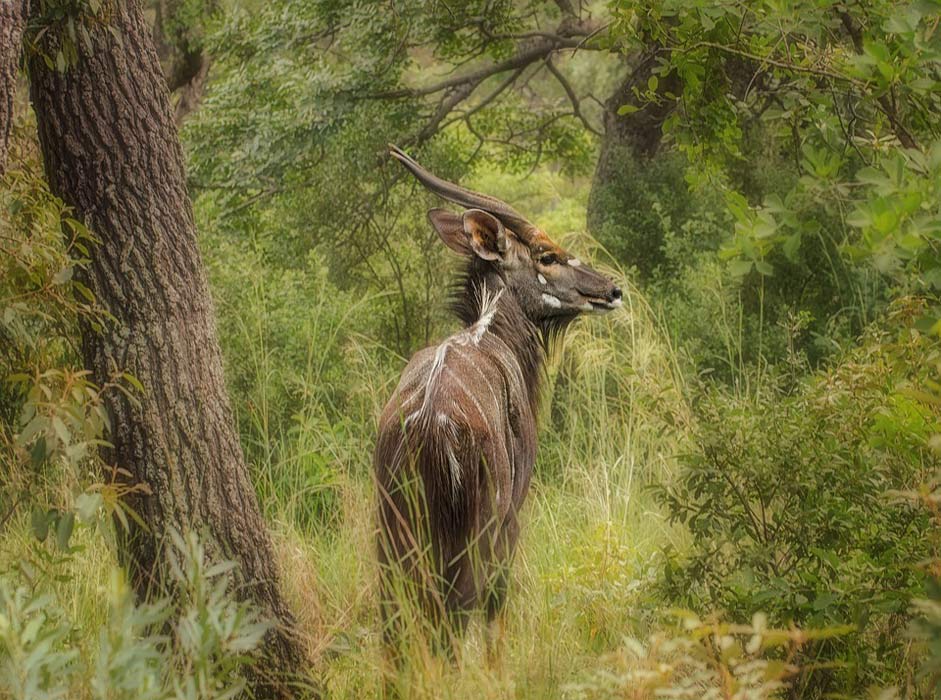 Wildlife Safari Buck Nyala