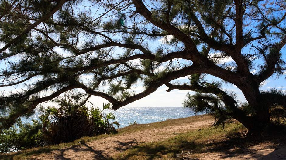 Sand Coastal Wood Silhouette