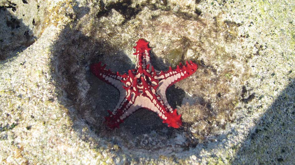 Mozambique Red Mar Starfish