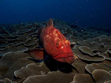 Fish Sea Red Grouper Picture