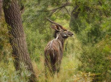 Nyala Wildlife Safari Buck Picture