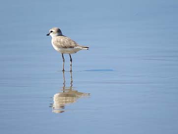 Wader  Mozambique Bird Picture