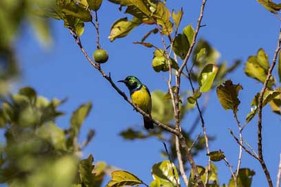 Bird Nature Wild Sun-Bird Picture