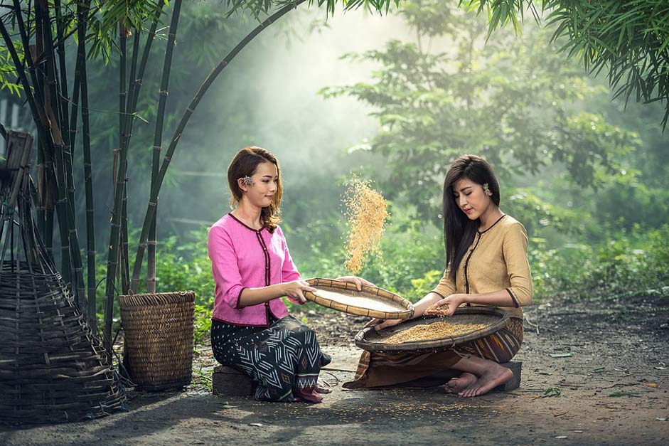 Harvest Sitting Women Rice