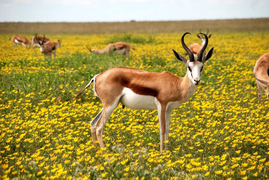 Meadow Flowers Nature Antelope