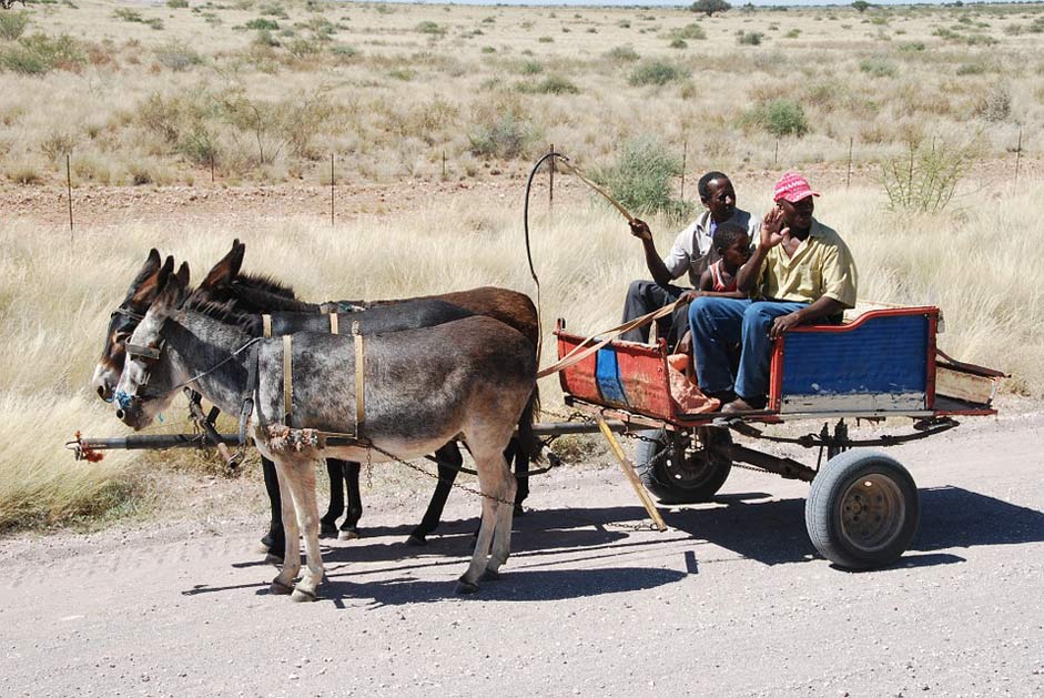 Coach Donkey Donkey-Cart Cart