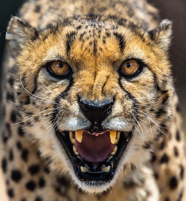 Cat Namibia Africa Cheetah